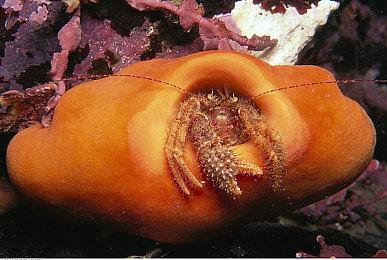 《艾尔登法环》图像团队因恶魔之魂PS5版倍感压力